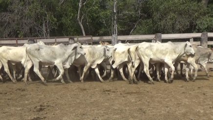 Lote 2 – N° insp. 5622