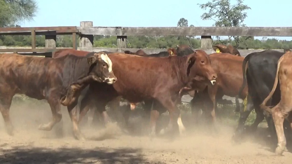 Feria Especial FUNDARP ─ lote 03.2