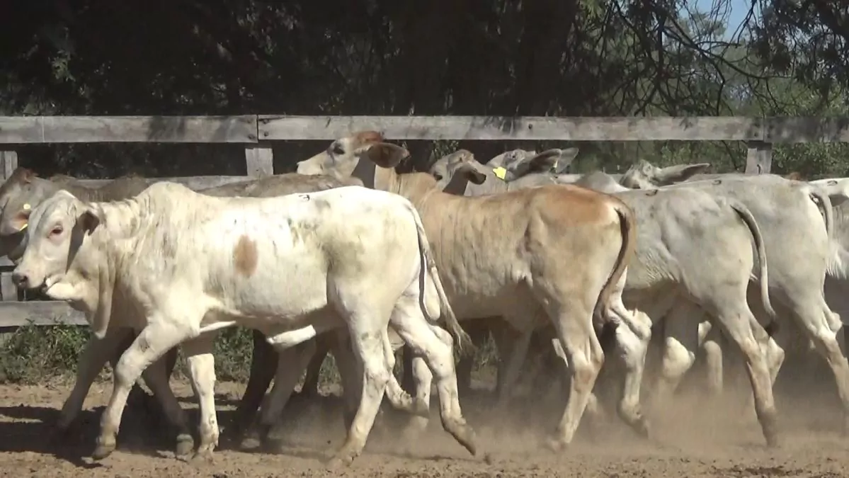 Feria Especial FUNDARP ─ lote Lote 3 – N° insp. 5812