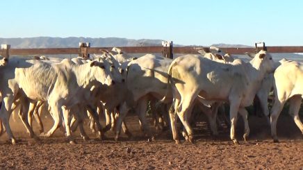 Lote 4 – N° insp. 5958