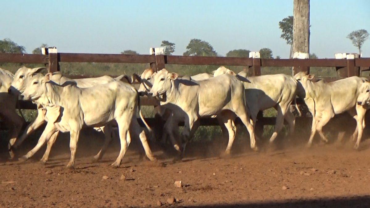 Feria Especial FUNDARP ─ lote 04.2