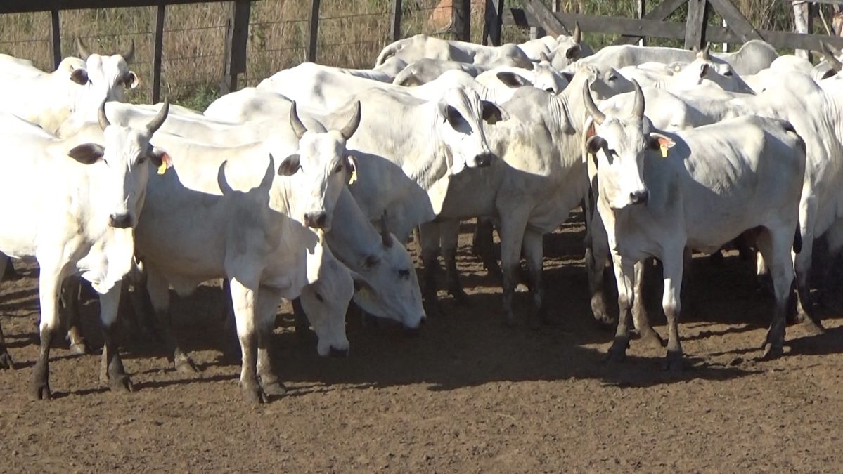 Feria Especial FUNDARP ─ lote Lote 5 – N° insp. 5957