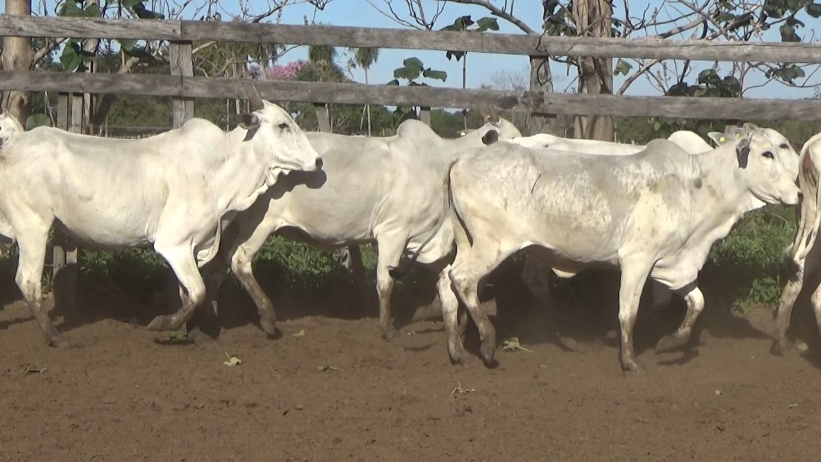 Feria Especial FUNDARP ─ lote 05.2