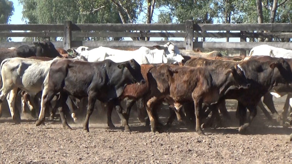 Feria Especial FUNDARP ─ lote Lote 6 – N° insp. 5956