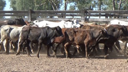 Lote 6 – N° insp. 5956