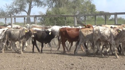 Lote 7 – N° insp. 5626
