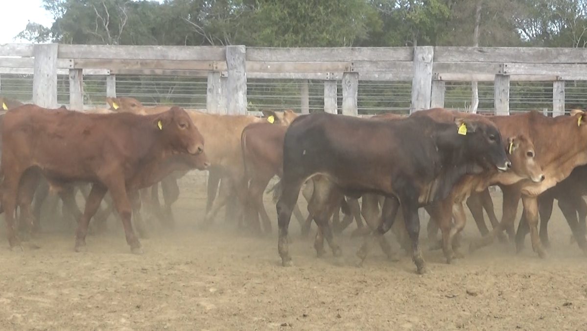 Feria Especial FUNDARP ─ lote 08.2