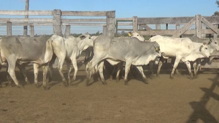 Lote 8 – N° insp. 5623