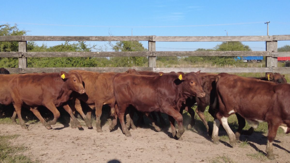 Feria Especial FUNDARP ─ lote Lote 9 – N° insp. 5910