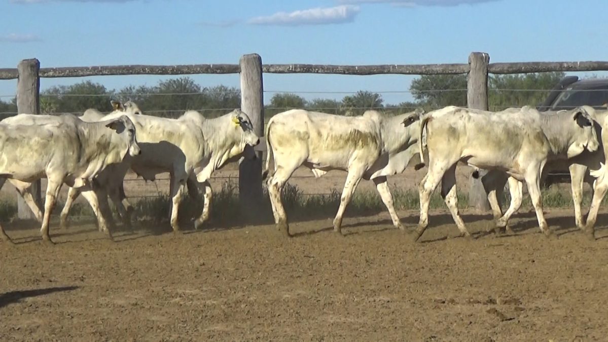 Feria Especial FUNDARP ─ lote Lote 10 – N° insp. 5624