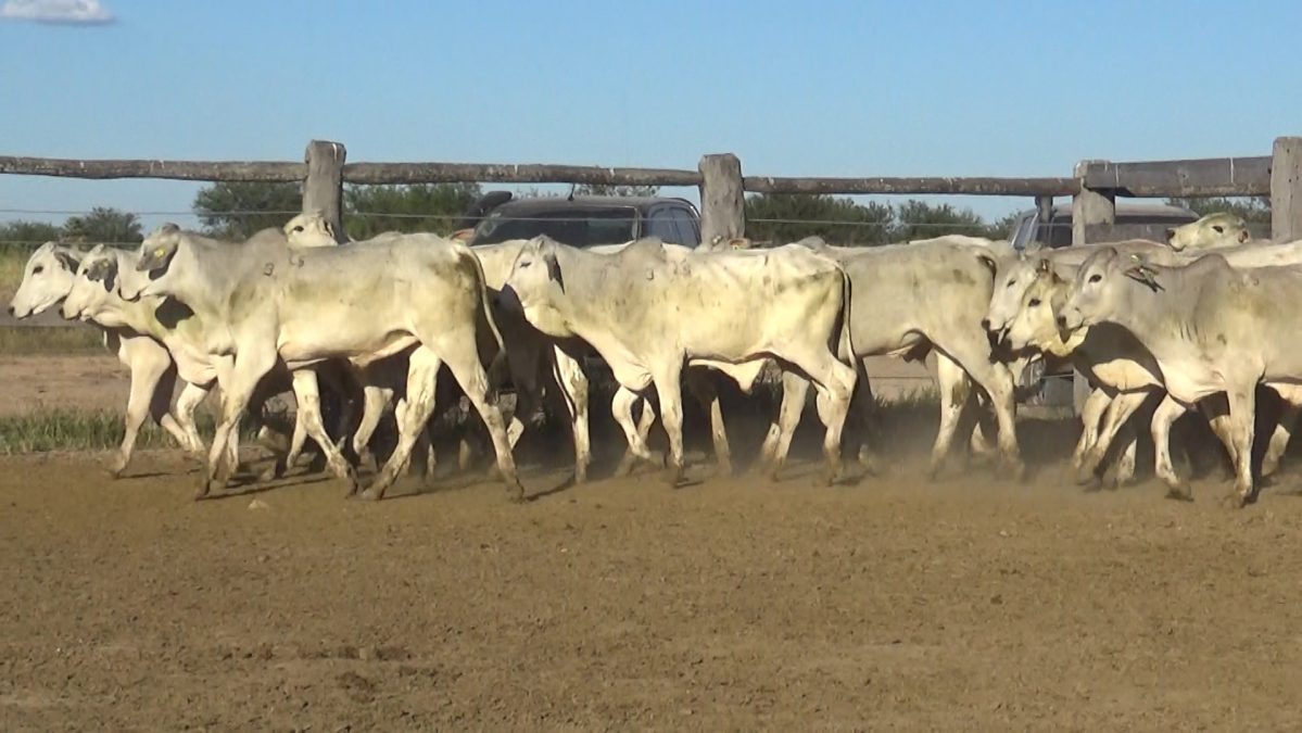 Feria Especial FUNDARP ─ lote Lote 11 – N° insp. 5625