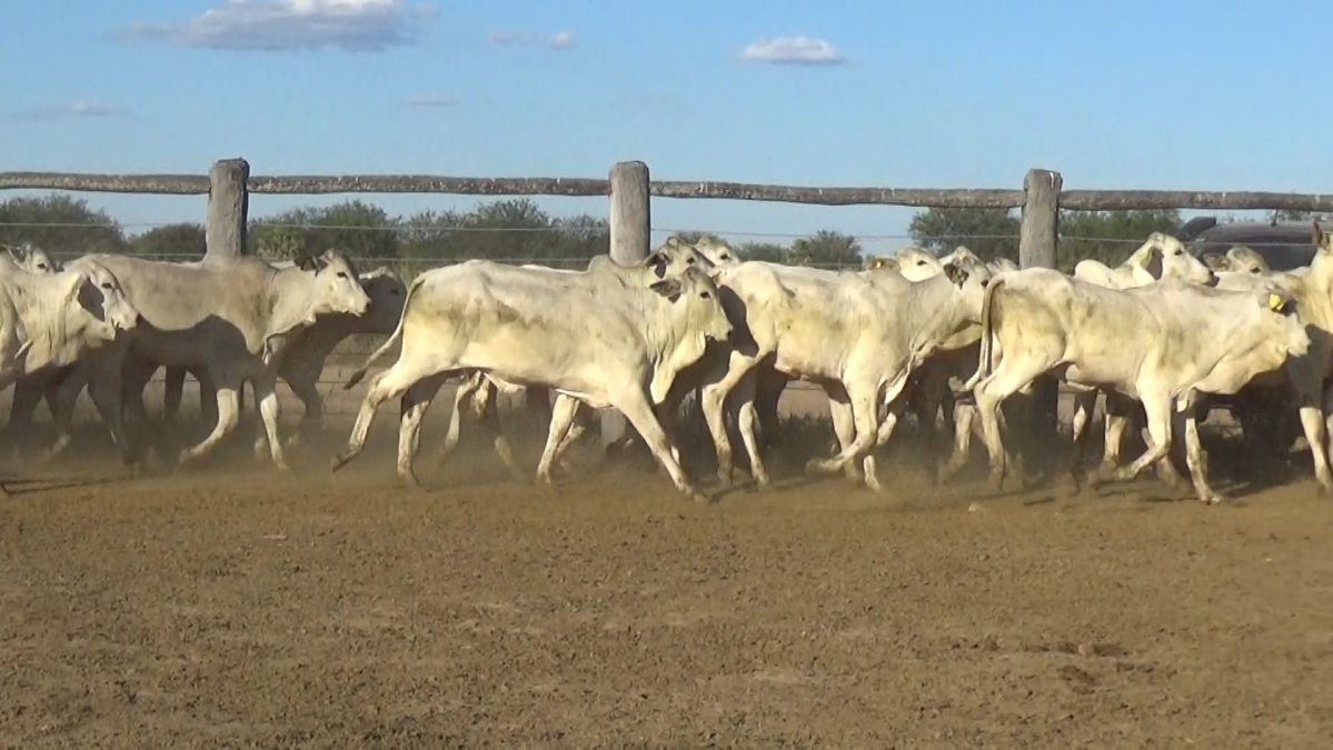 Feria Especial FUNDARP ─ lote 11.2