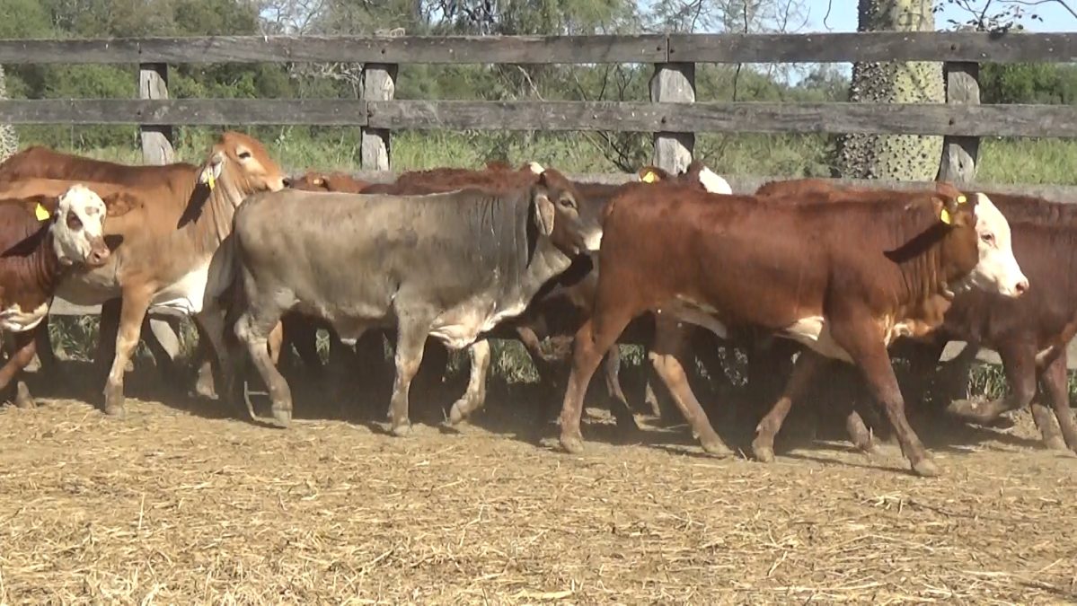 Feria Especial FUNDARP ─ lote Lote 12 – N° insp. 5813