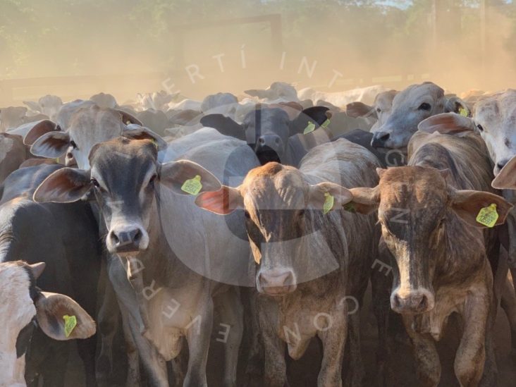 Establecimiento de 1.704 hectáreas en 3 de Mayo – Caazapá 5