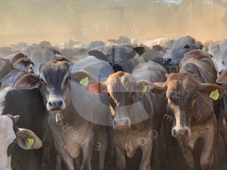 Establecimiento de 1.781 hectáreas en 3 de Mayo – Caazapá 5