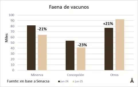 Ffaena De Vacunos En Junio