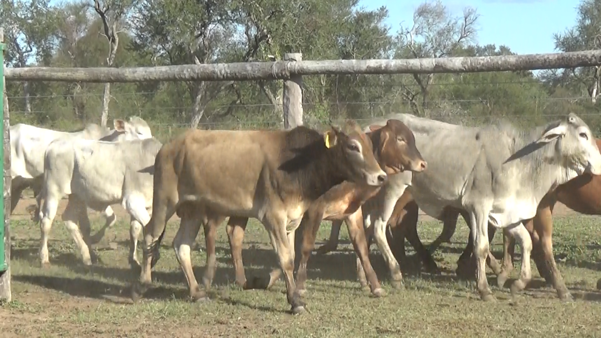 Feria de Invernada por Pantalla Televisada ─ lote Lote 1 – N° insp. 5815