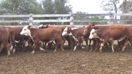 Lote 2 – N° insp. 5636