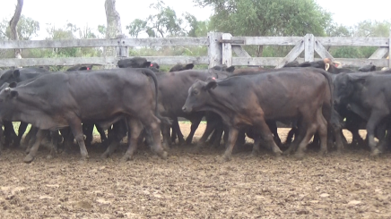 Lote 3 – N° insp. 5635