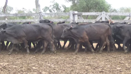 Lote 3 – N° insp. 5635