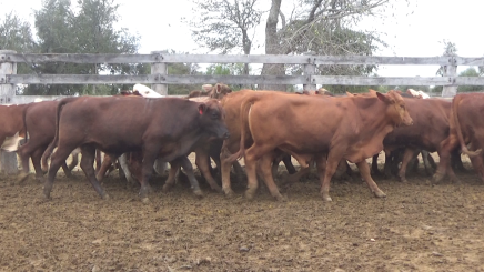 Lote 4 – N° insp. 5634