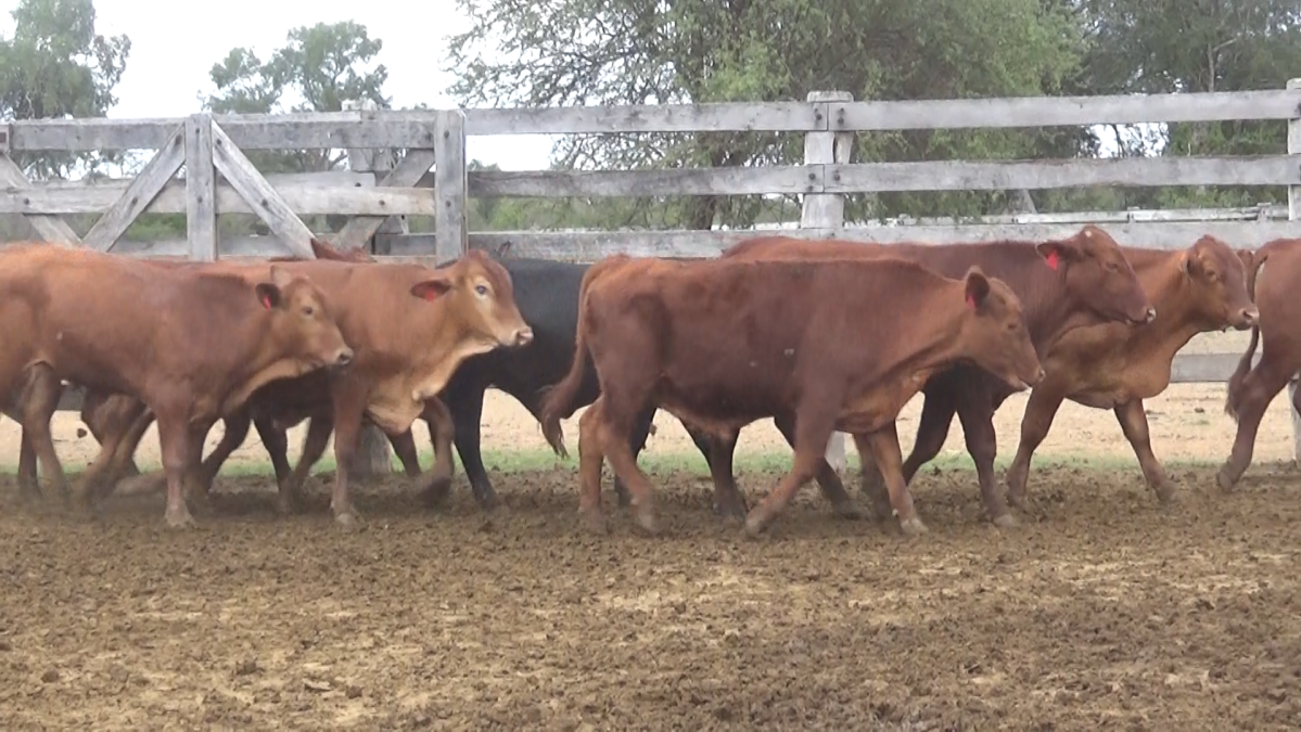 Feria de Invernada por Pantalla Televisada ─ lote Lote 5 – N° insp. 5633