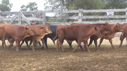 Lote 5 – N° insp. 5633