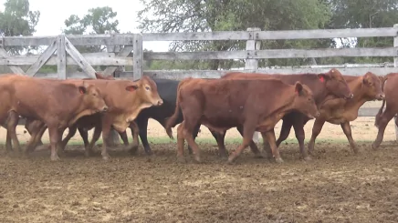 Lote 5 – N° insp. 5633