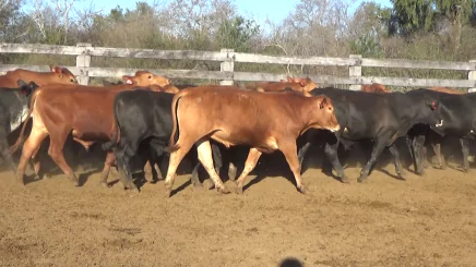 Lote 6 – N° insp. 5639