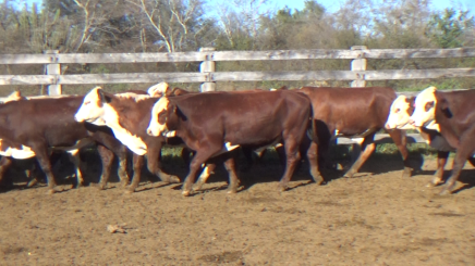 Lote 7 – N° insp. 5638