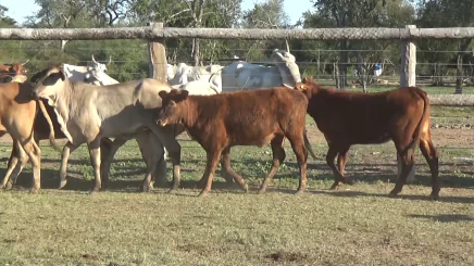 Lote 8 – N° insp. 5816