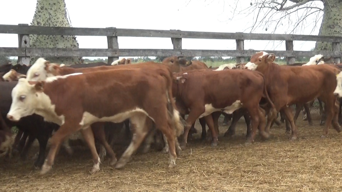 Feria de Invernada por Pantalla Televisada ─ lote Lote 9 – N° insp. 5814