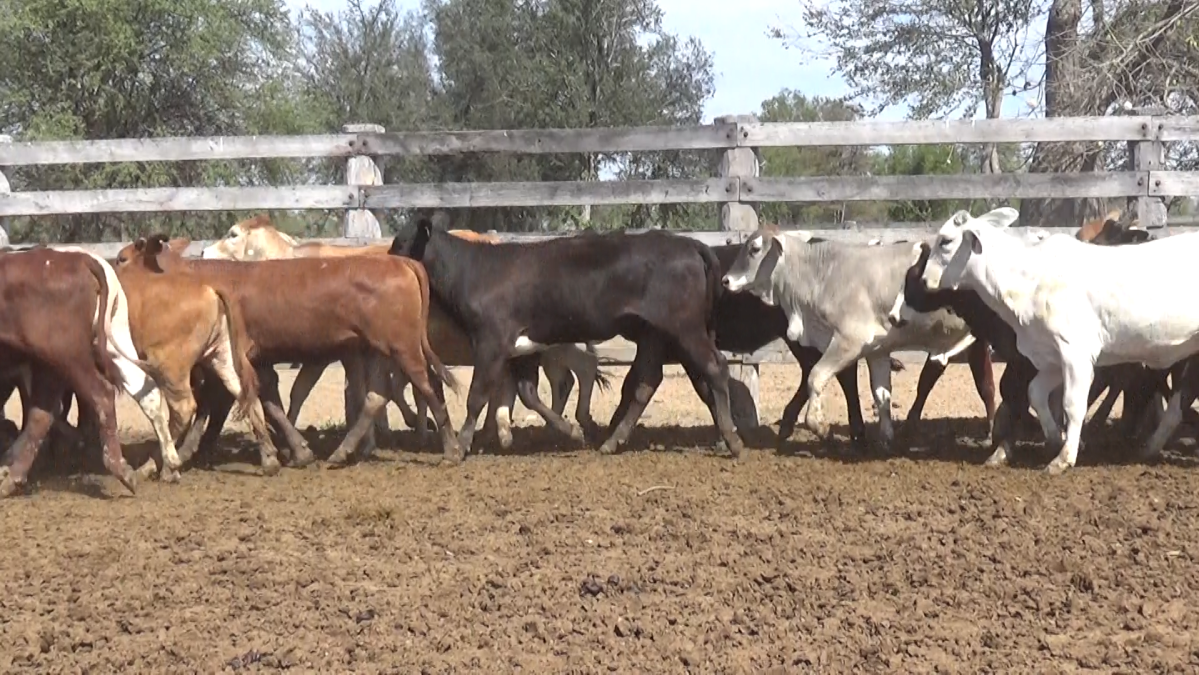 Feria de Invernada por Pantalla Televisada ─ lote Lote 10 – N° insp. 5631