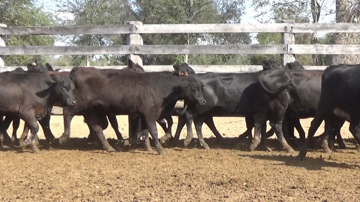 Feria de Invernada por Pantalla Televisada ─ lote Lote 11 – N° insp. 5632