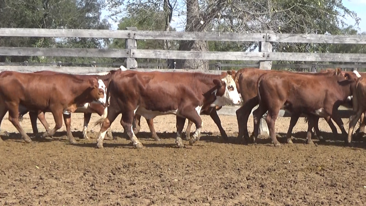 Feria de Invernada por Pantalla Televisada ─ lote Lote 12 – N° insp. 5637