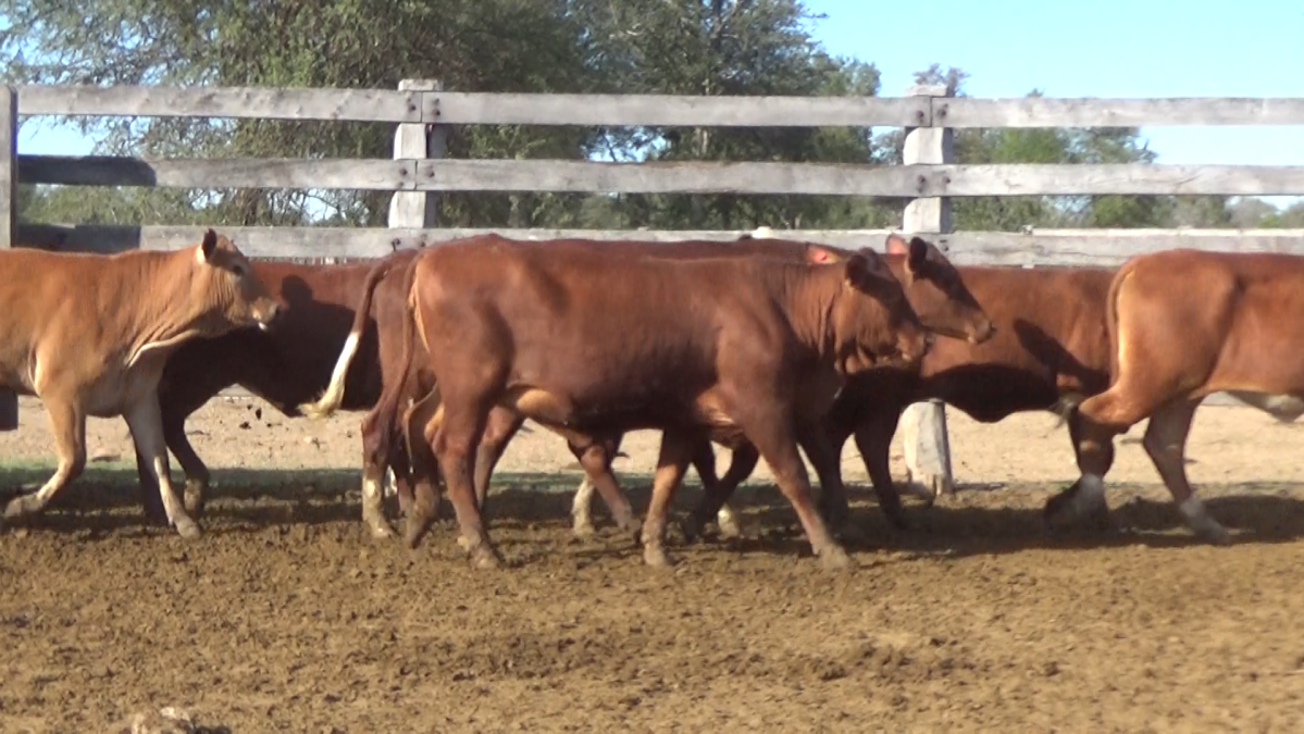 Feria de Invernada por Pantalla Televisada ─ lote Lote 13 – N° insp. 5640