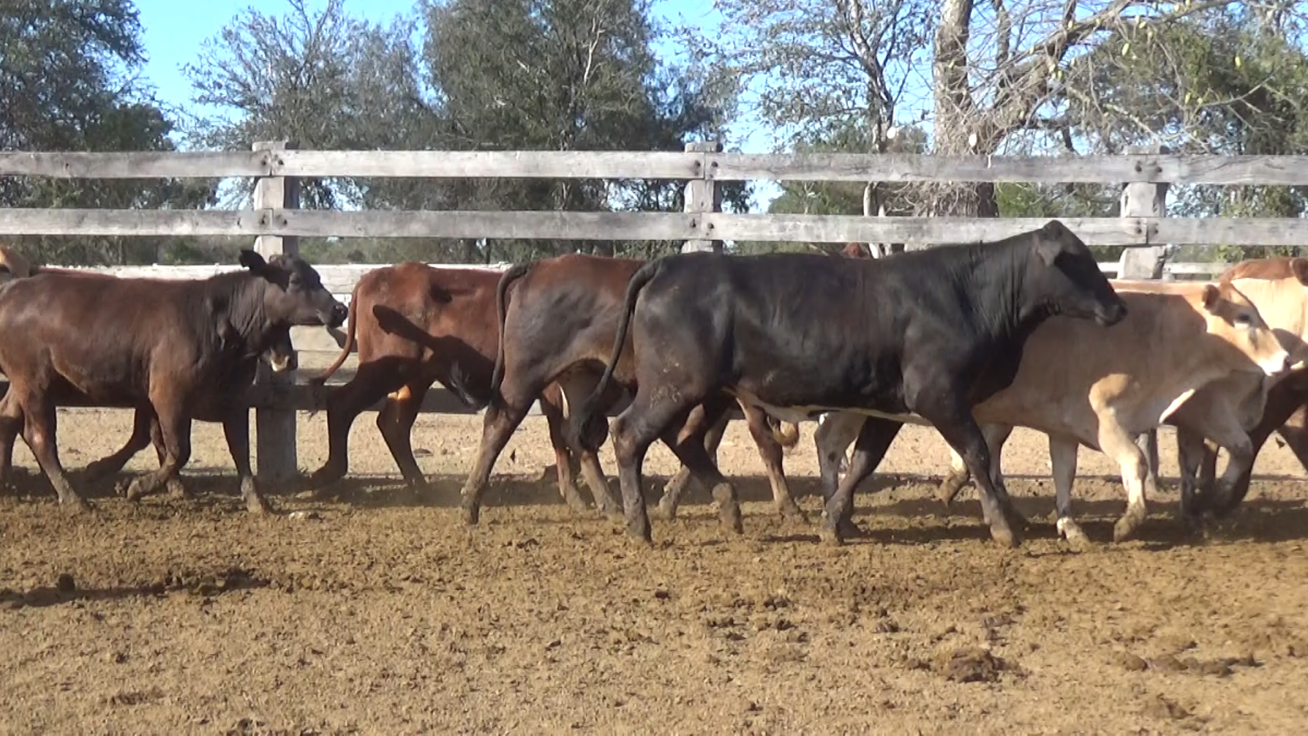 Feria de Invernada por Pantalla Televisada ─ lote Lote 14 – N° insp. 5641