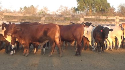 Lote 642 – N° insp. 5642
