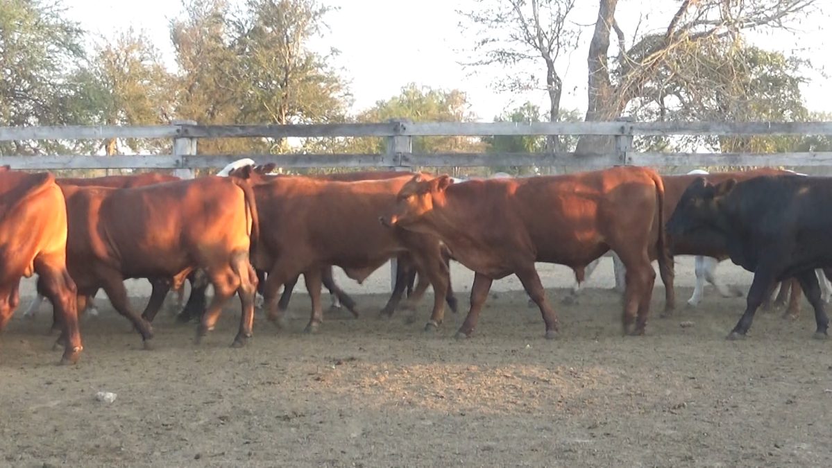 Subasta OnlineApertura 30/08/25 12:00 HsCierre 31/08/25 15:00 Hs Hs ─ lote 5642.2