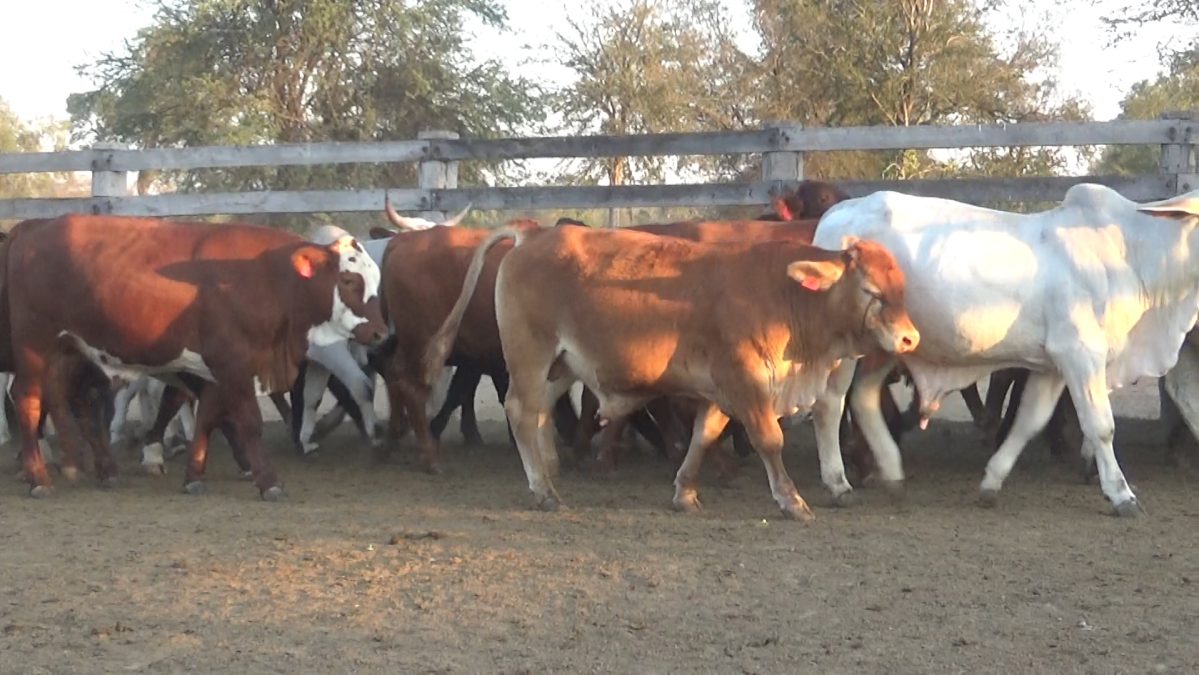 Subasta OnlineApertura 30/08/25 12:00 HsCierre 31/08/25 15:00 Hs Hs ─ lote 5642.3