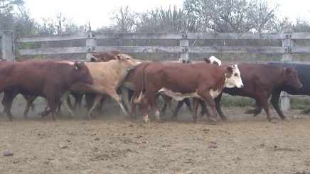 Lote 643 – N° insp. 5643