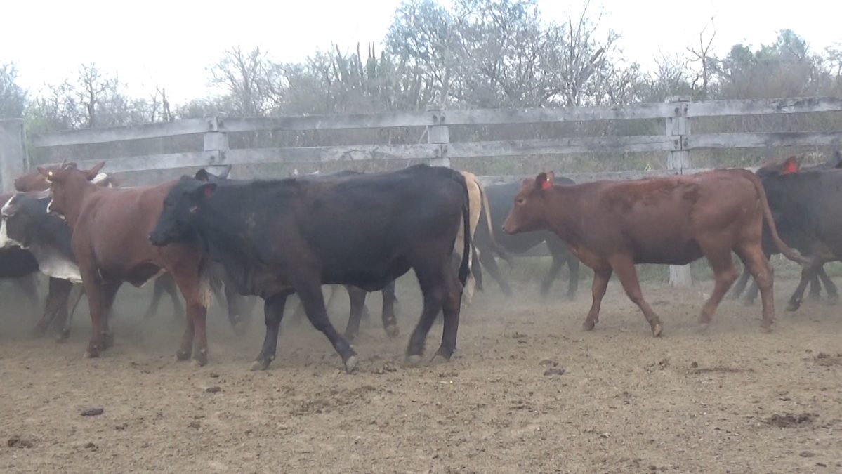 Subasta OnlineApertura 30/08/25 12:00 HsCierre 31/08/25 15:00 Hs Hs ─ lote 5643.2