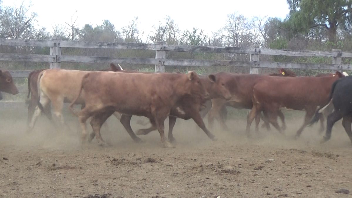 Subasta OnlineApertura 30/08/25 12:00 HsCierre 31/08/25 15:00 Hs Hs ─ lote 5643.3