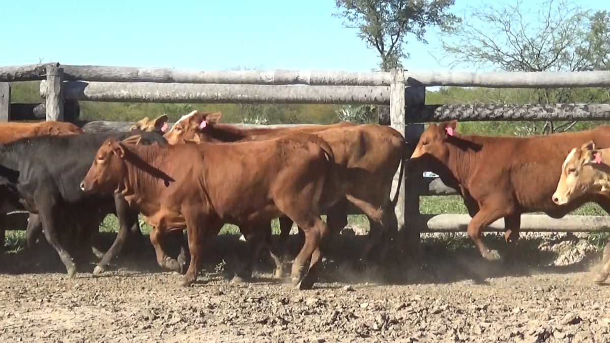 Subasta OnlineApertura 30/08/25 12:00 HsCierre 31/08/25 15:00 Hs Hs ─ lote 5818.1