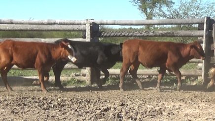 Lote 818 – N° insp. 5818