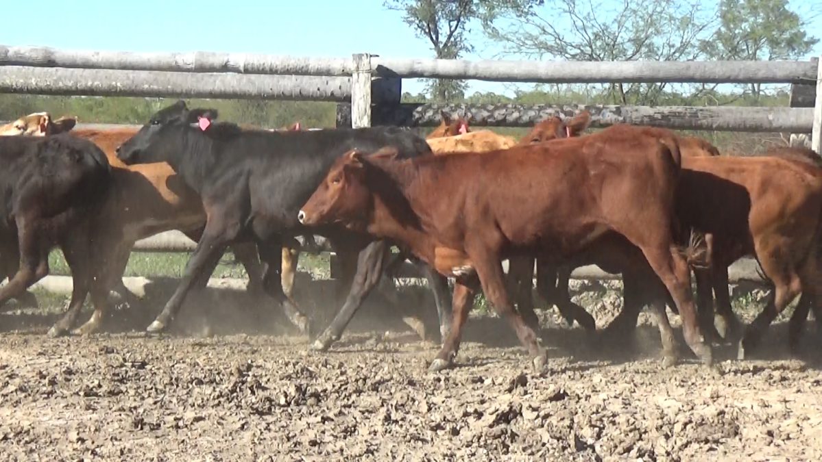 Subasta OnlineApertura 30/08/25 12:00 HsCierre 31/08/25 15:00 Hs Hs ─ lote 5818.3