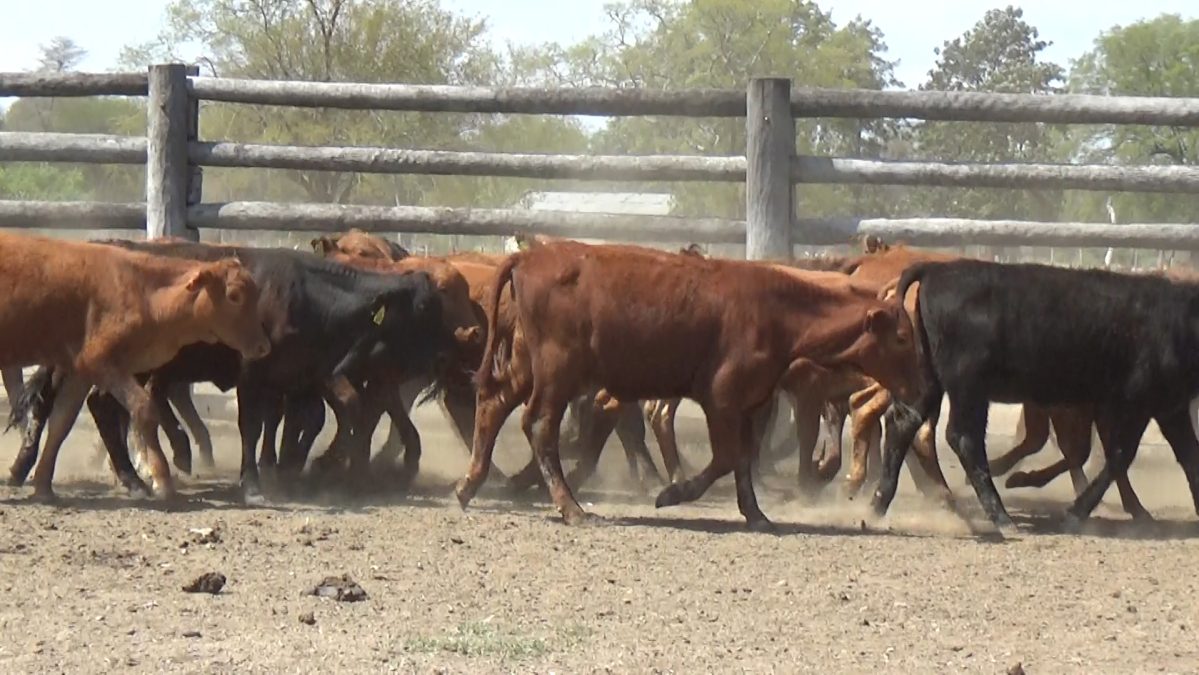 Feria Especial Regional Central Chaco ─ lote Lote 1 – N° insp. 5828