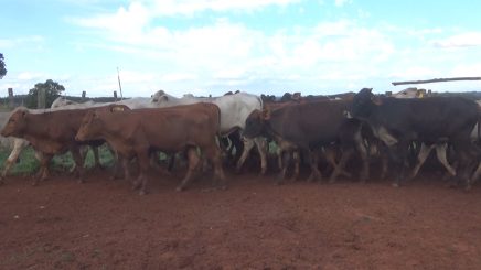 Lote 1 – N° insp. 5911