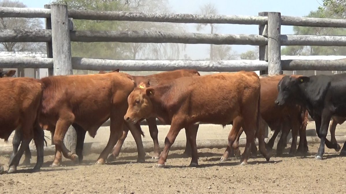 Feria Especial Regional Central Chaco ─ lote 01.2