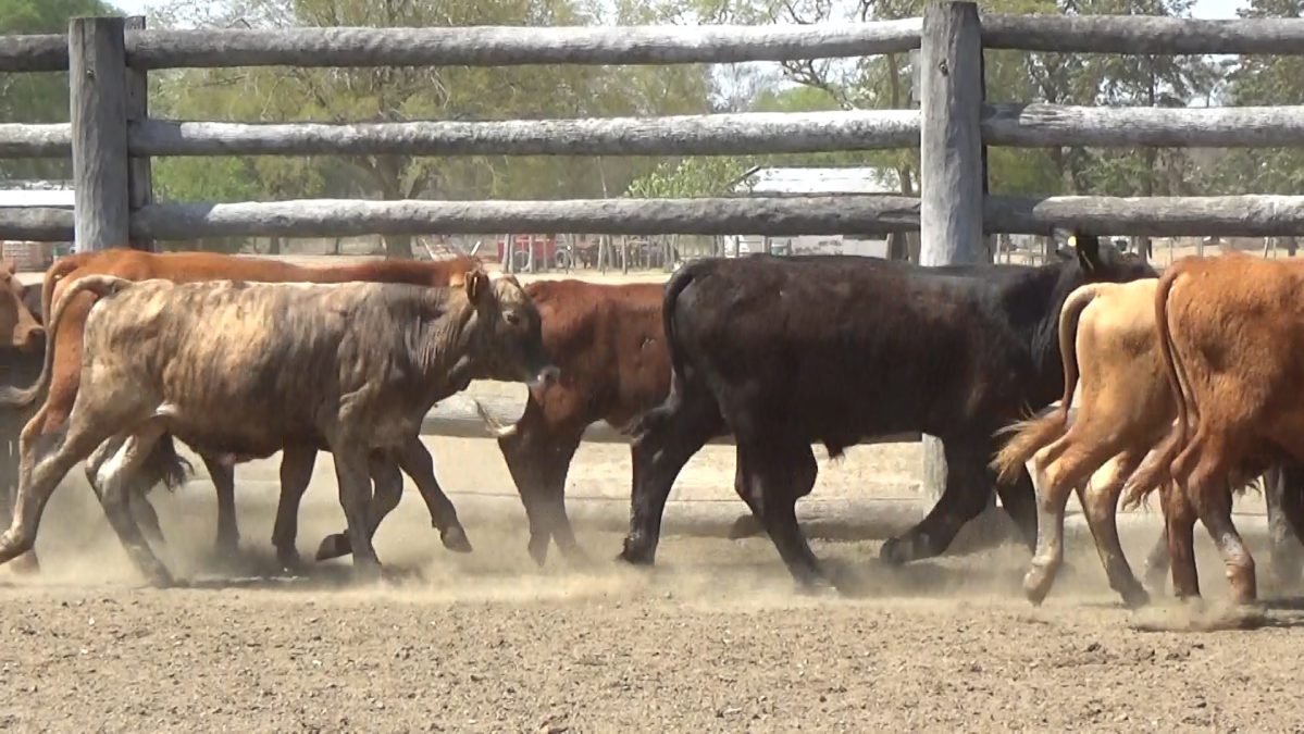 Feria Especial Regional Central Chaco ─ lote 01.3